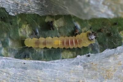<i>Phyllonorycter esperella</i>