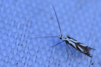 <i>Lyonetia prunifoliella</i>