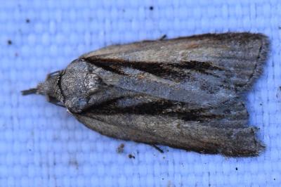 Sarrothripe de Revay 
