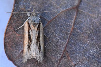 Sarrothripe de Revay 
