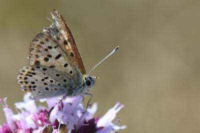 Cuivré fuligineux 