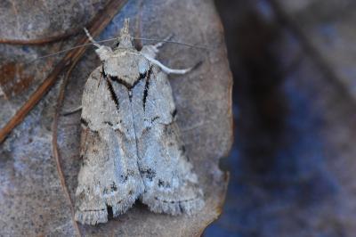Sarrothripe de Revay 