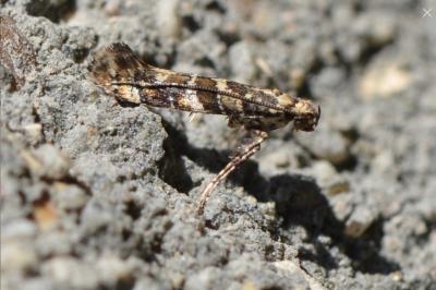 <i>Gracillaria syringella</i>