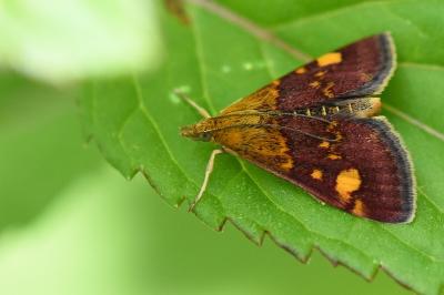 <i>Pyrausta aurata</i>