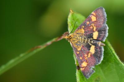 <i>Pyrausta aurata</i>