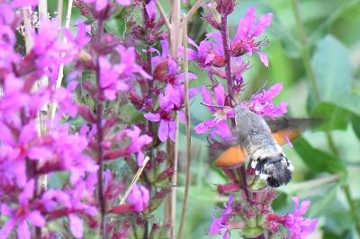 Macroglossum stellatarum