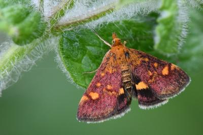 <i>Pyrausta aurata</i>