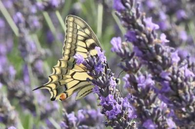Machaon 