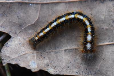 Lasiocampa quercus