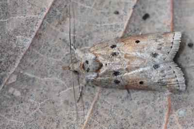 Sarrothripe de Revay 