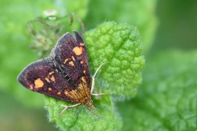 <i>Pyrausta aurata</i>