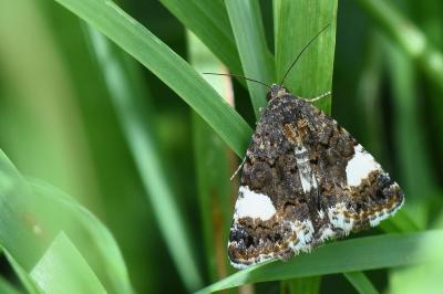Noctuelle en deuil 