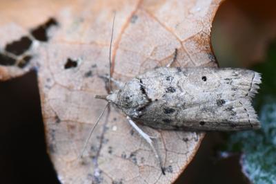 Sarrothripe de Revay 