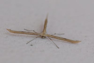 <i>Emmelina monodactyla</i>