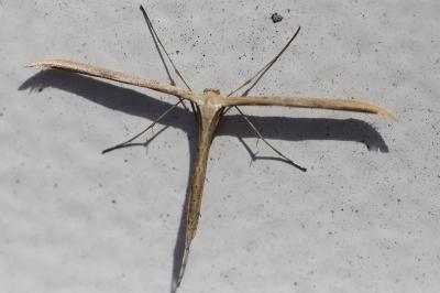 <i>Emmelina monodactyla</i>