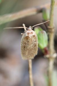 <i>Agonopterix</i>