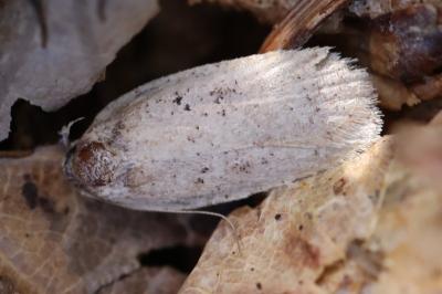 <i>Agonopterix</i>