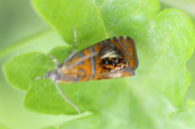 <i>Olethreutes arcuella</i>