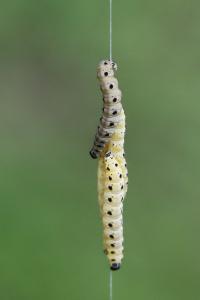 <i>Yponomeuta</i>