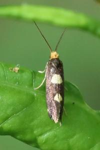 <i>Incurvaria oehlmanniella</i>