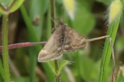 <i>Pyrausta despicata</i>