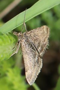 <i>Pyrausta despicata</i>
