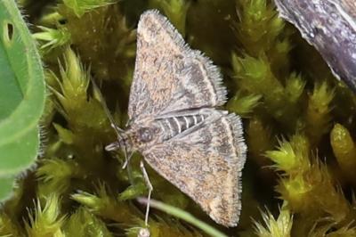<i>Pyrausta despicata</i>