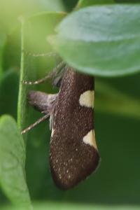 <i>Incurvaria masculella</i>