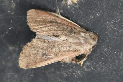 Noctuelle blessée 
