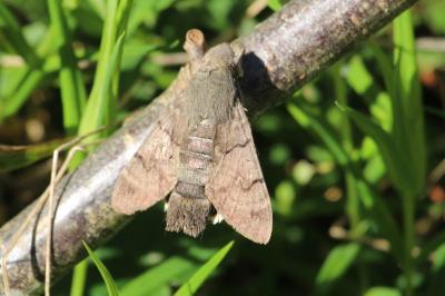 Moro-Sphinx 