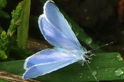 Azuré des Nerpruns 