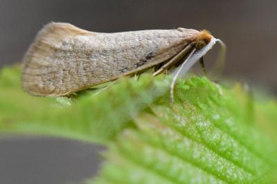 <i>Nematopogon</i>