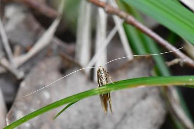 <i>Nematopogon</i>