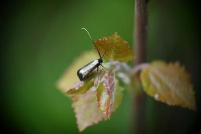 <i>Adela reaumurella</i>