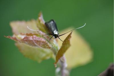 <i>Adela reaumurella</i>