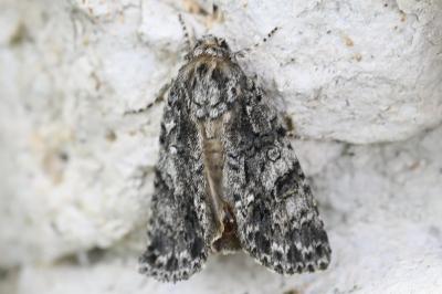 Noctuelle de la Patience 