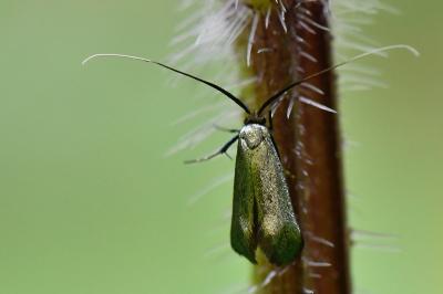 <i>Adela reaumurella</i>