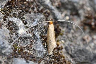 <i>Nematopogon adansoniella</i>