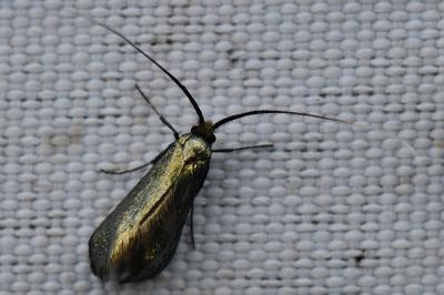 <i>Adela reaumurella</i>