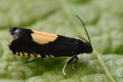 <i>Pammene trauniana</i>