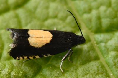 <i>Pammene trauniana</i>