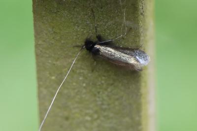 <i>Adela reaumurella</i>