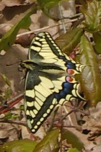 Machaon 