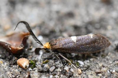 Incurvaria masculella