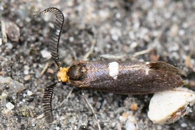<i>Incurvaria masculella</i>