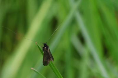 <i>Adela reaumurella</i>