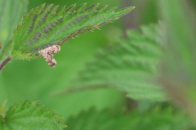 <i>Anthophila fabriciana</i>