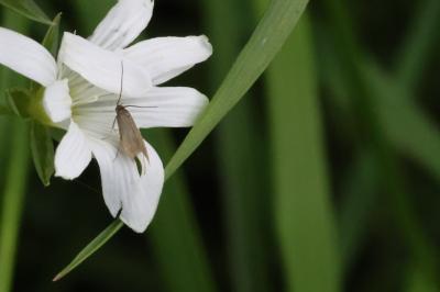 <i>Coleophora lutarea</i>