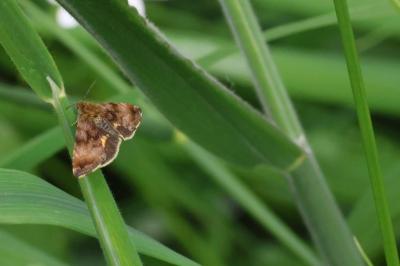 Noctuelle héliaque 