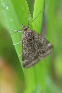 <i>Pyrausta despicata</i>